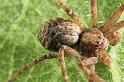 Philodromus_aureolus_D8178_Z_88_Bij afgraving_Nederland